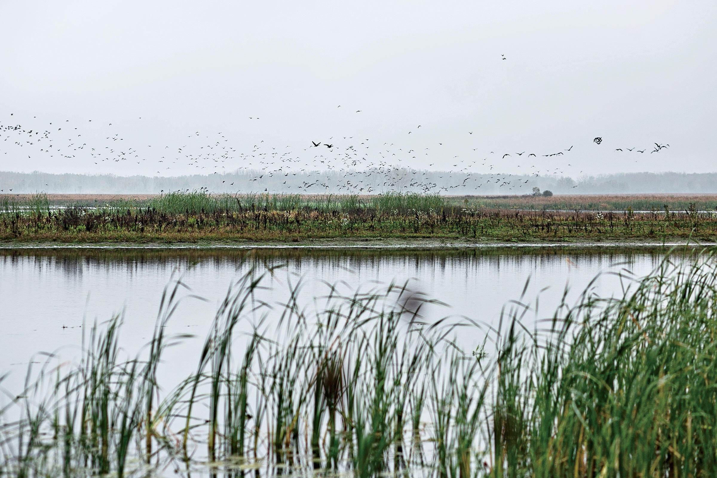 Waterfowl take flight on Oneida Nation's restored wetlands. Photo: Lianne Milton