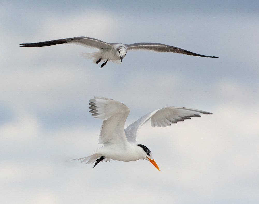 Laughing Gull and Royal Tern. Photo: Jorja Feldman/Audubon Photography Awards.