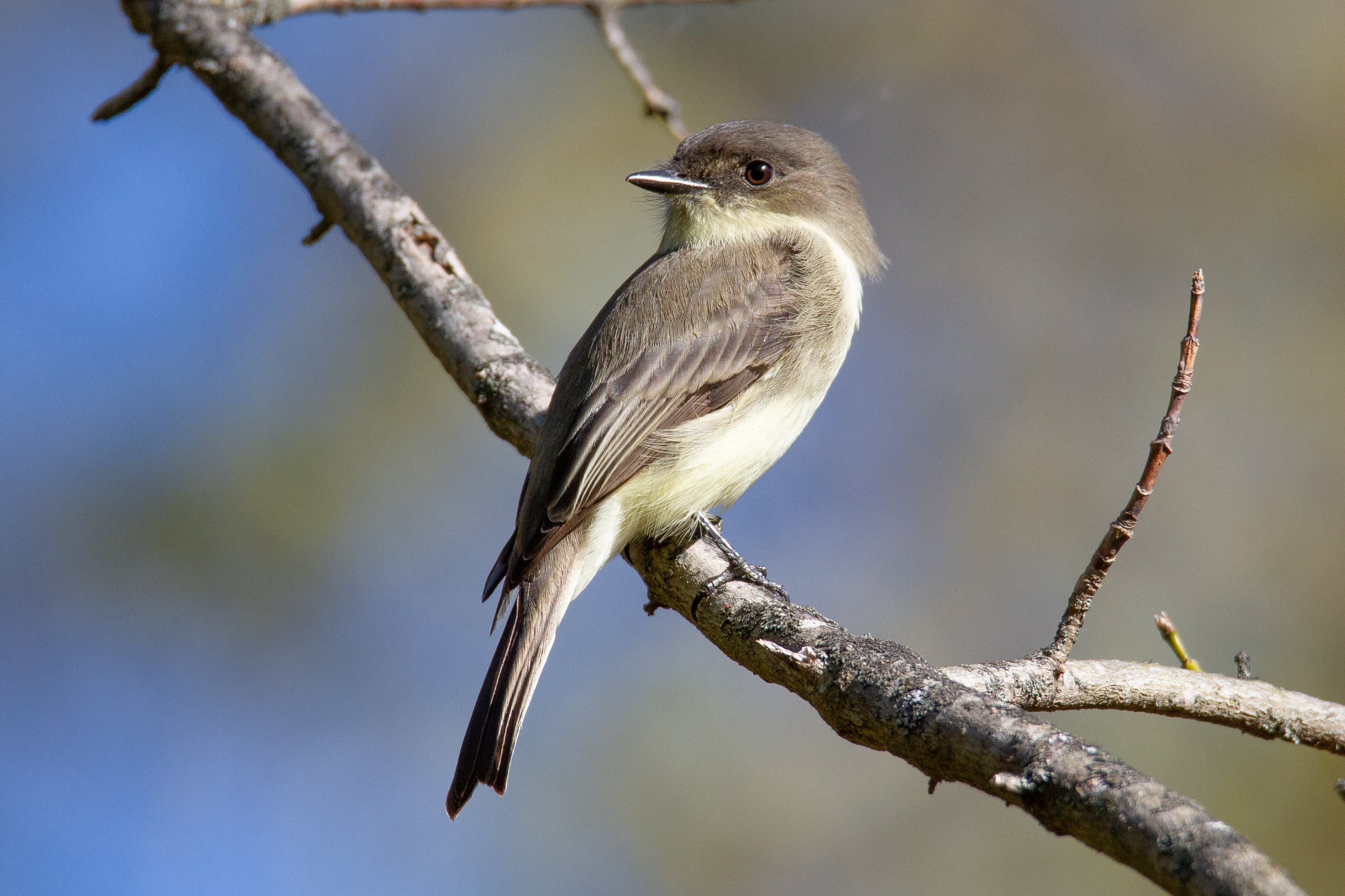 Eastern Phoebe sitting on a branch.