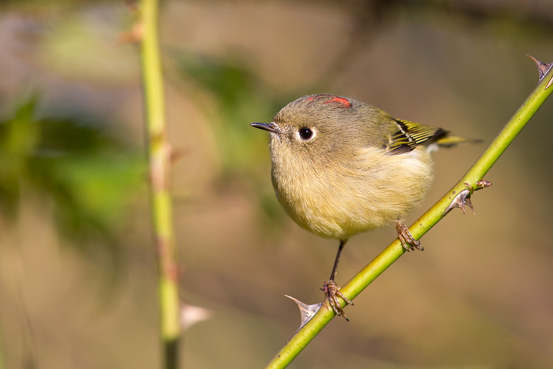 Ruby-crowned Kinglet photo by Mick Thompson