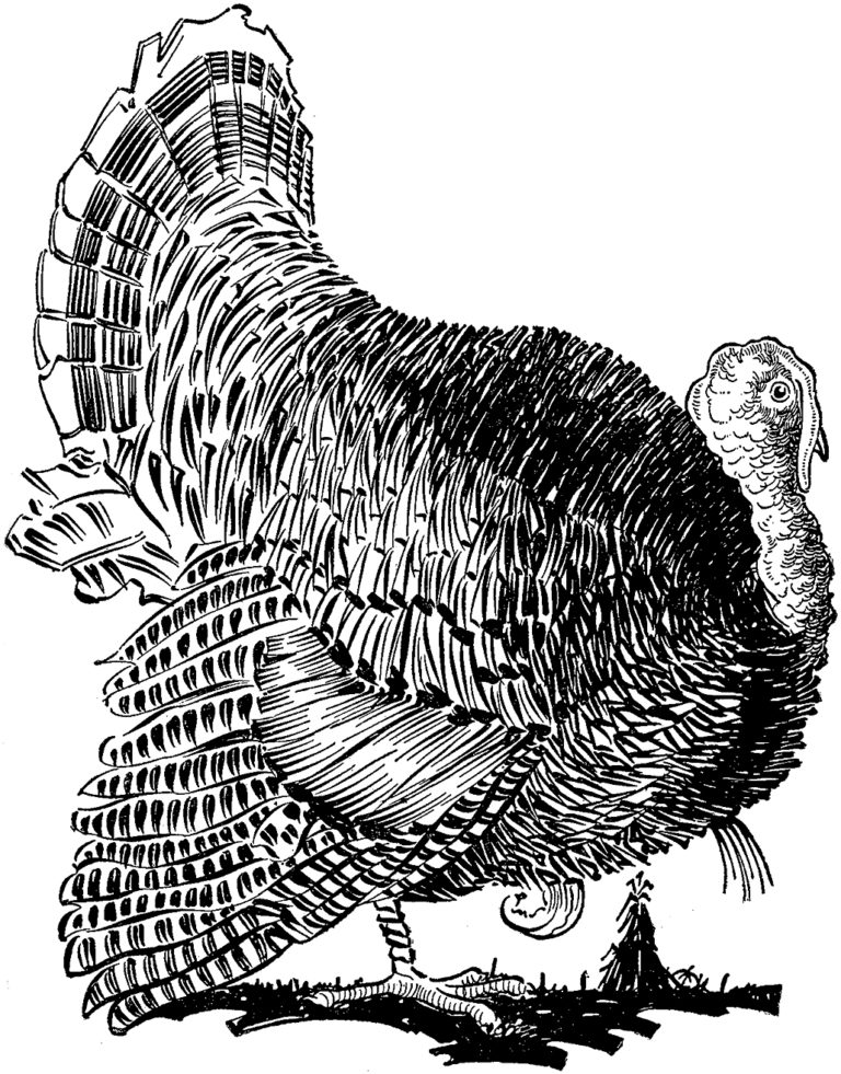 Turkey illustration