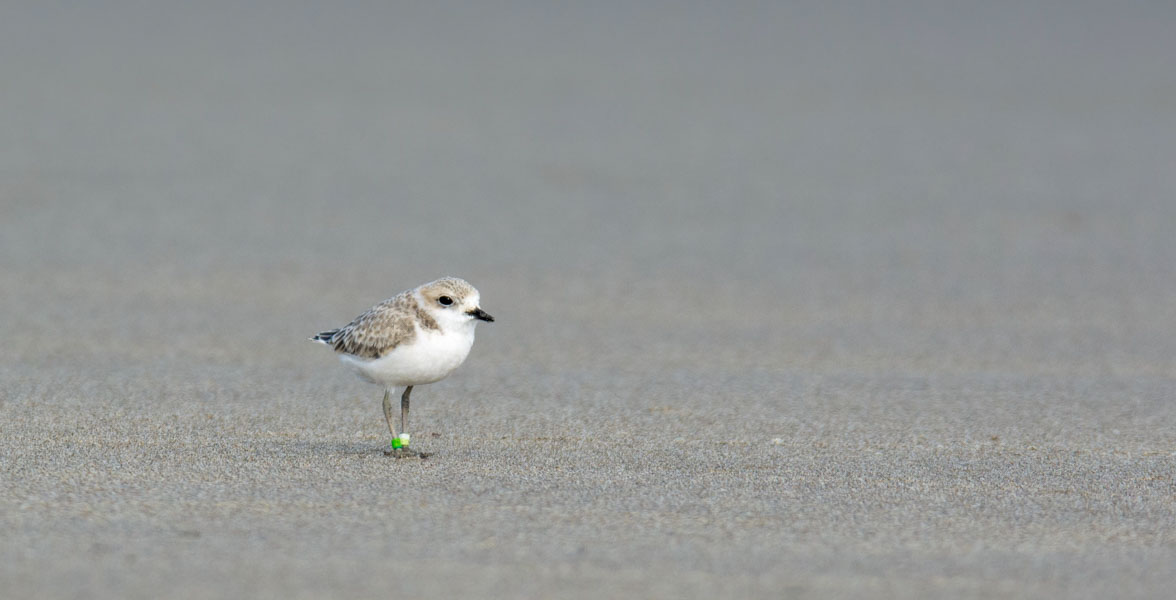 A beige bird with a white belly and small, black beak stands on a sandy flat.