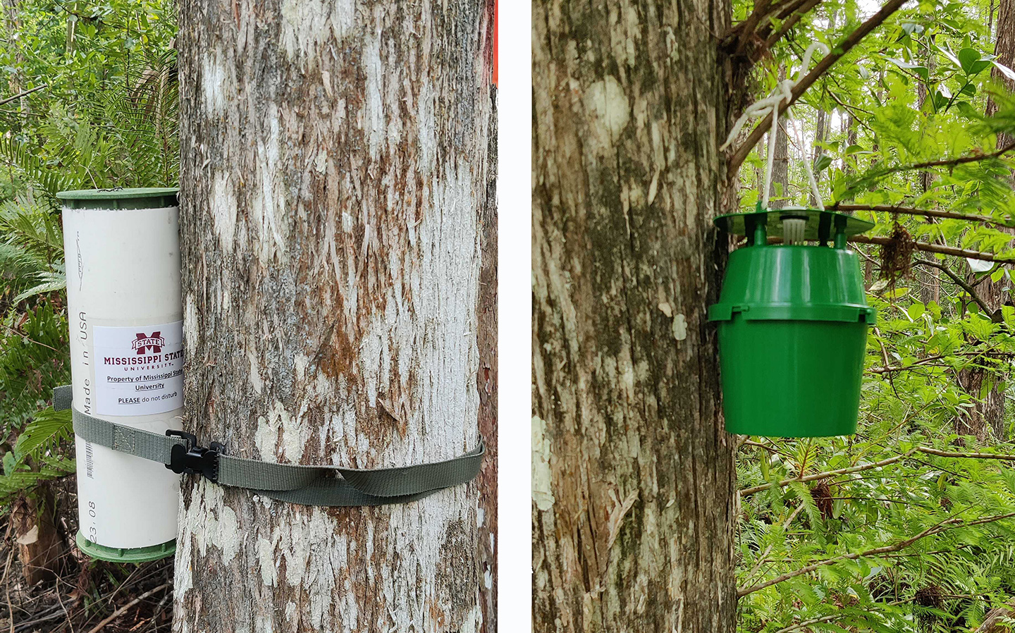 Traps affixed to tree trunks