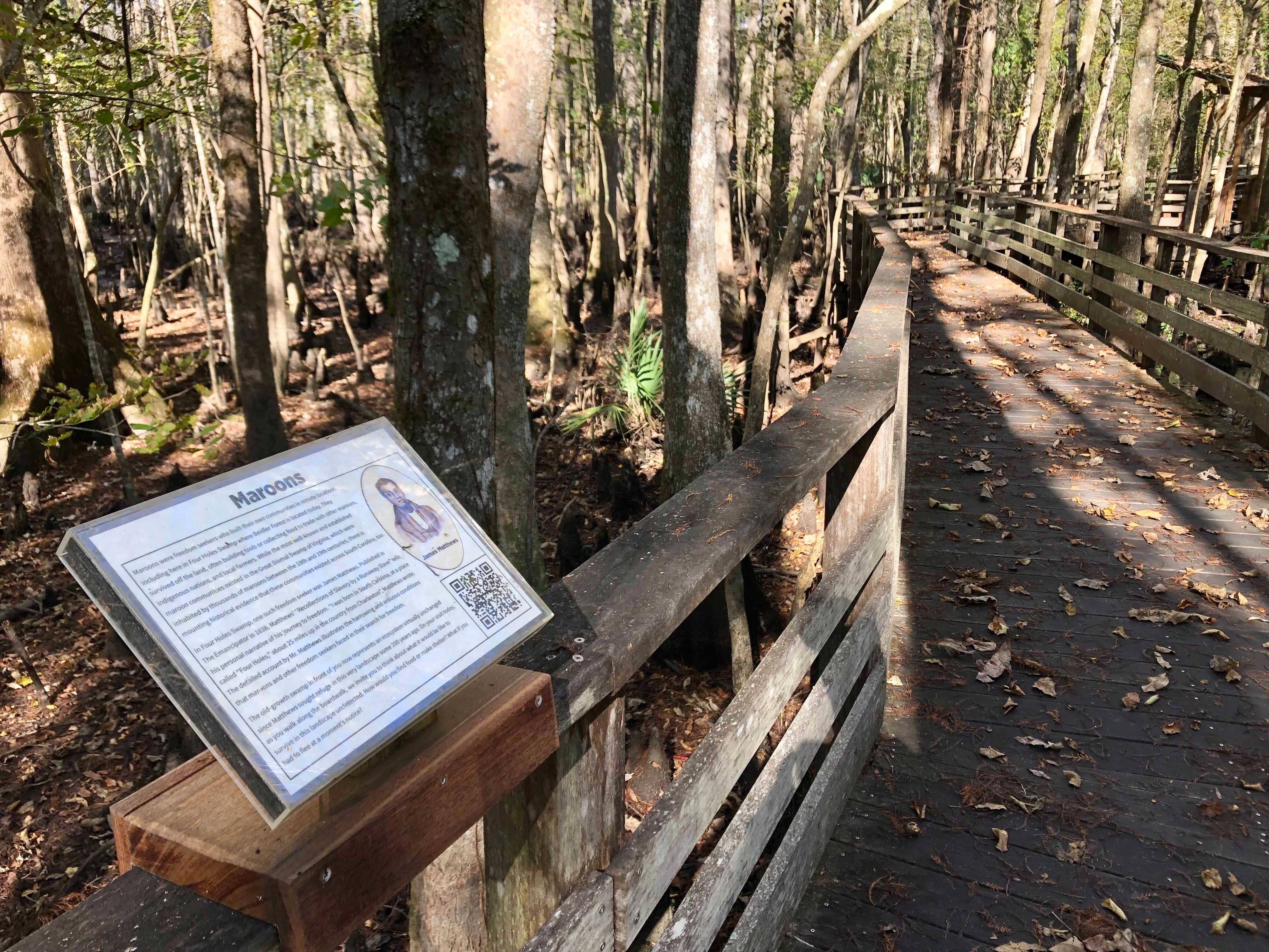 A white sign with black lettering is on the railing of a boardwalk. The sign is titled Maroons, but the language is unreadable. There is a QR code on the sign. Many leaves from almost a bare forest are laying on the boardwalk. 