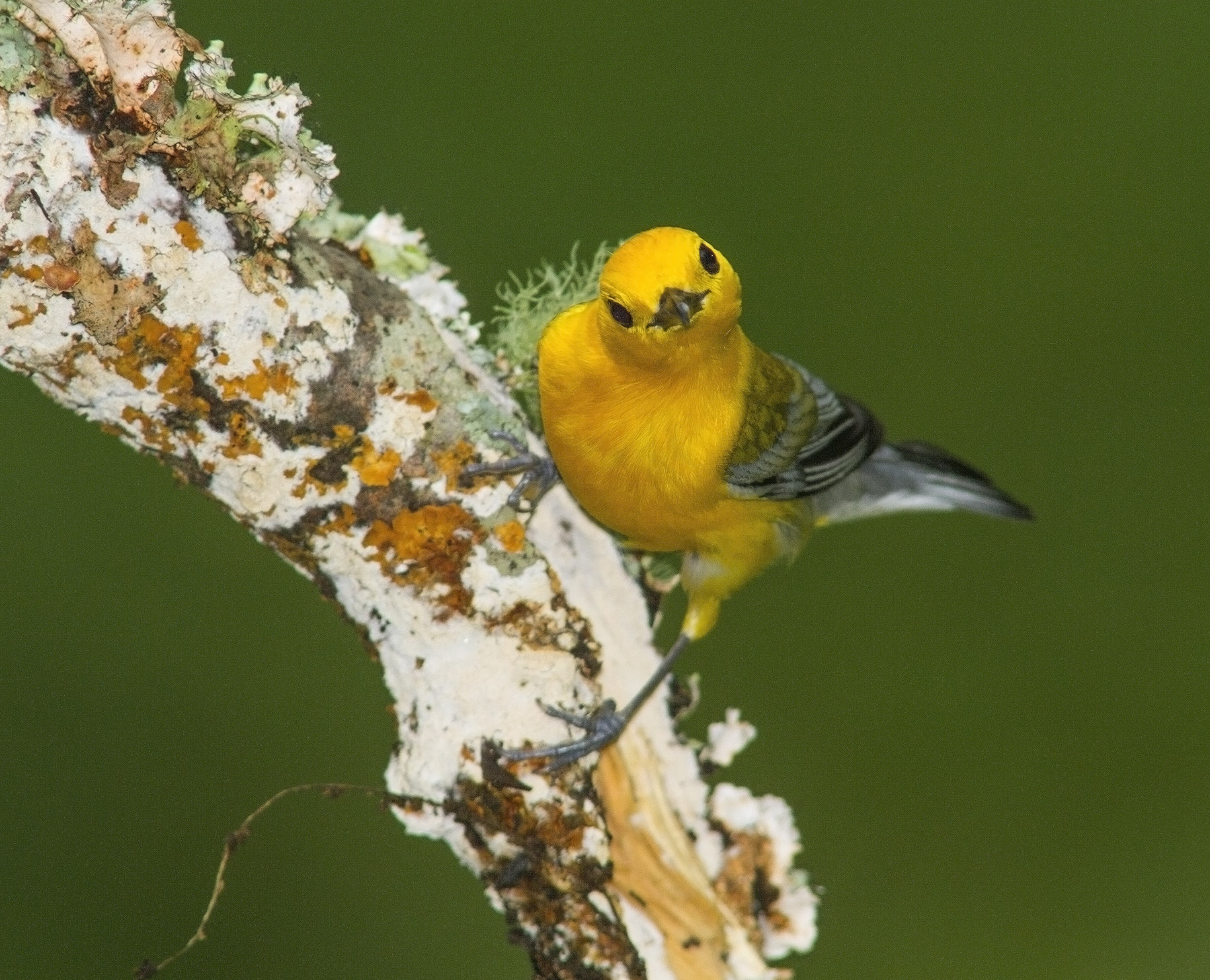 Prothonotary Warbler, Photo: Curt Hart