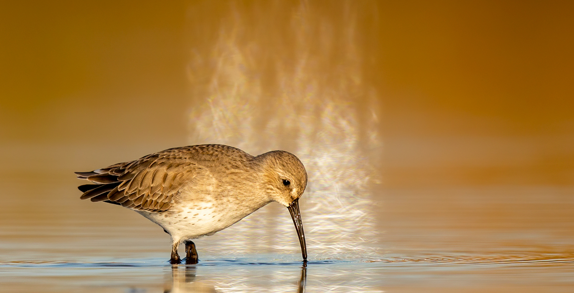 Dunlin.