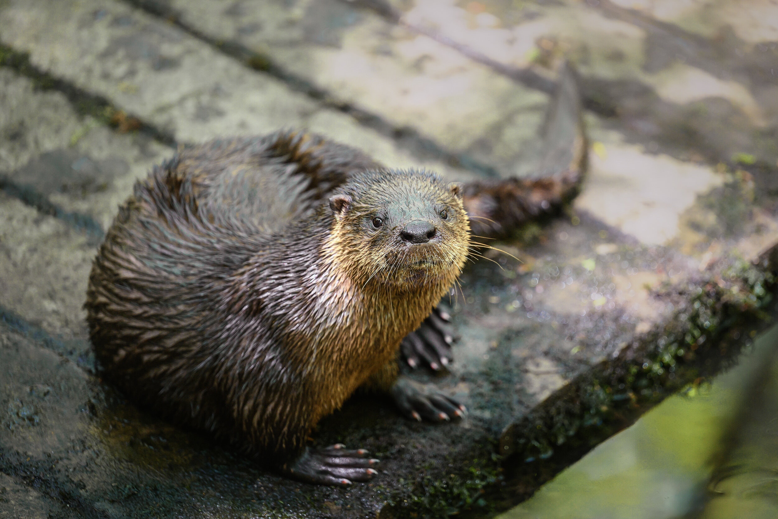 An adult River Otter is sitting on a wooden platform above the water. 