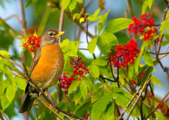 The American Robin is Shana Risby's favorite bird. Photo: Mick Thompson/Audubon Photography Awards.