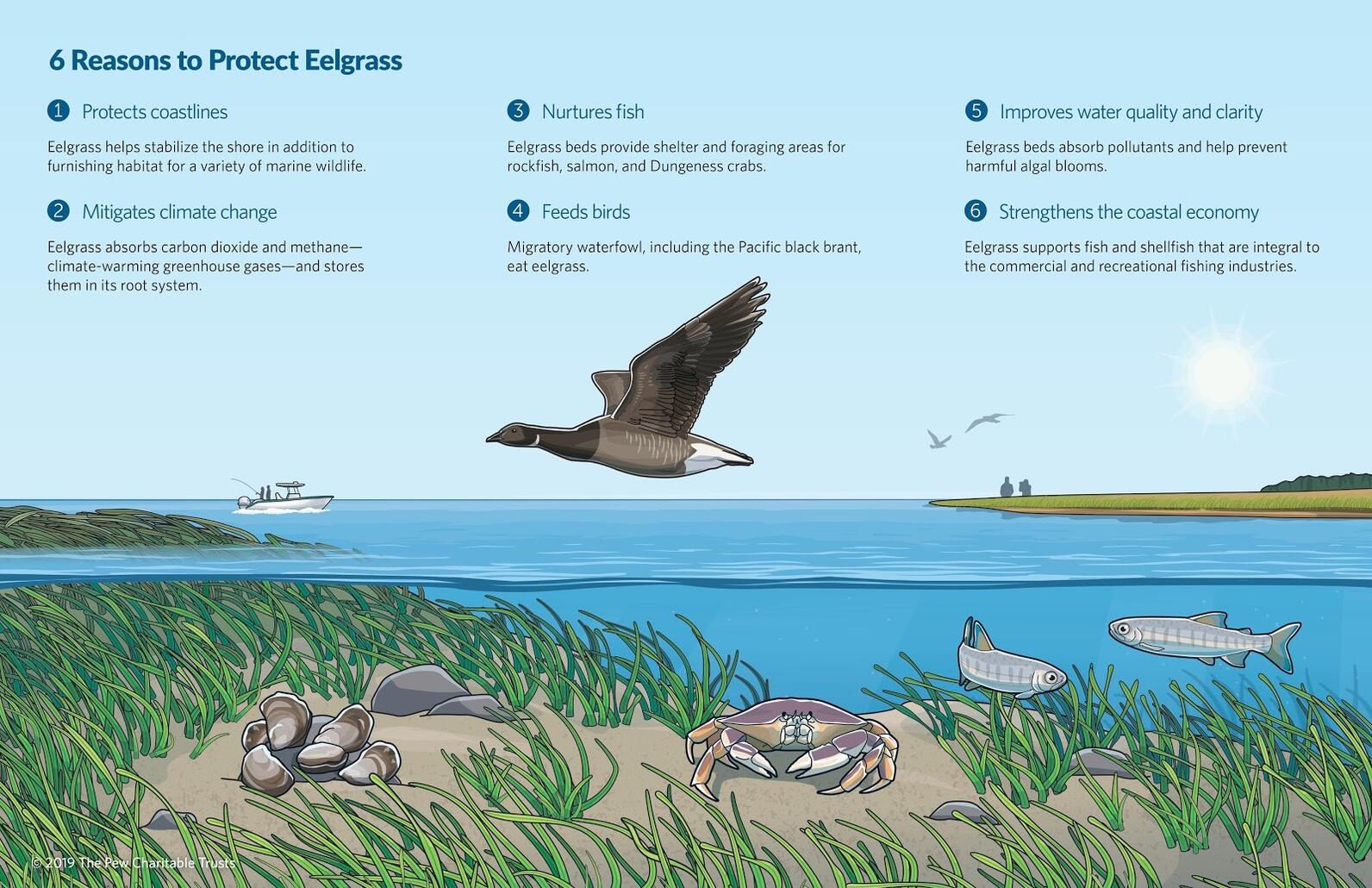  6 Reasons to Protect Eelgrass