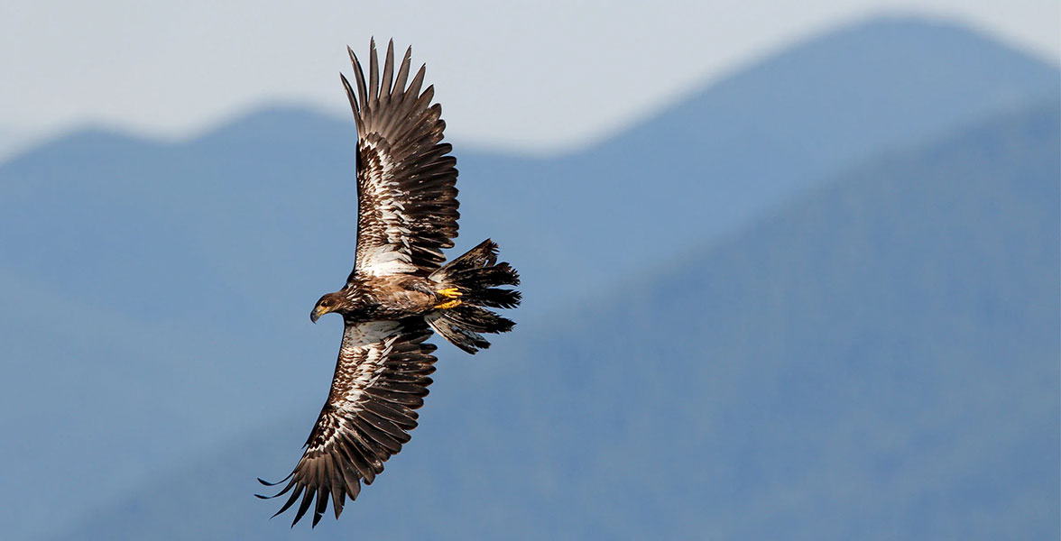 Bald Eagle.