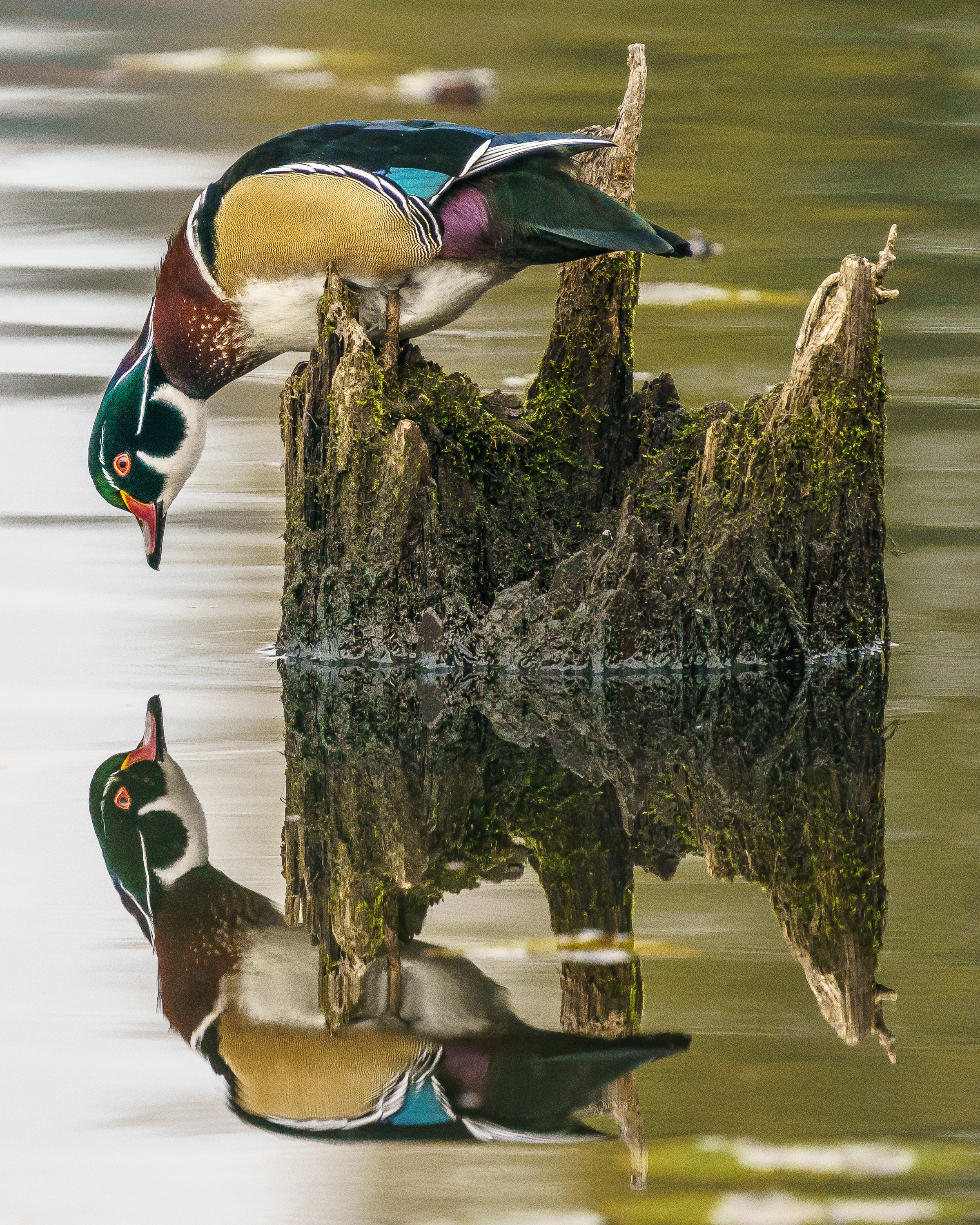 Wood Duck