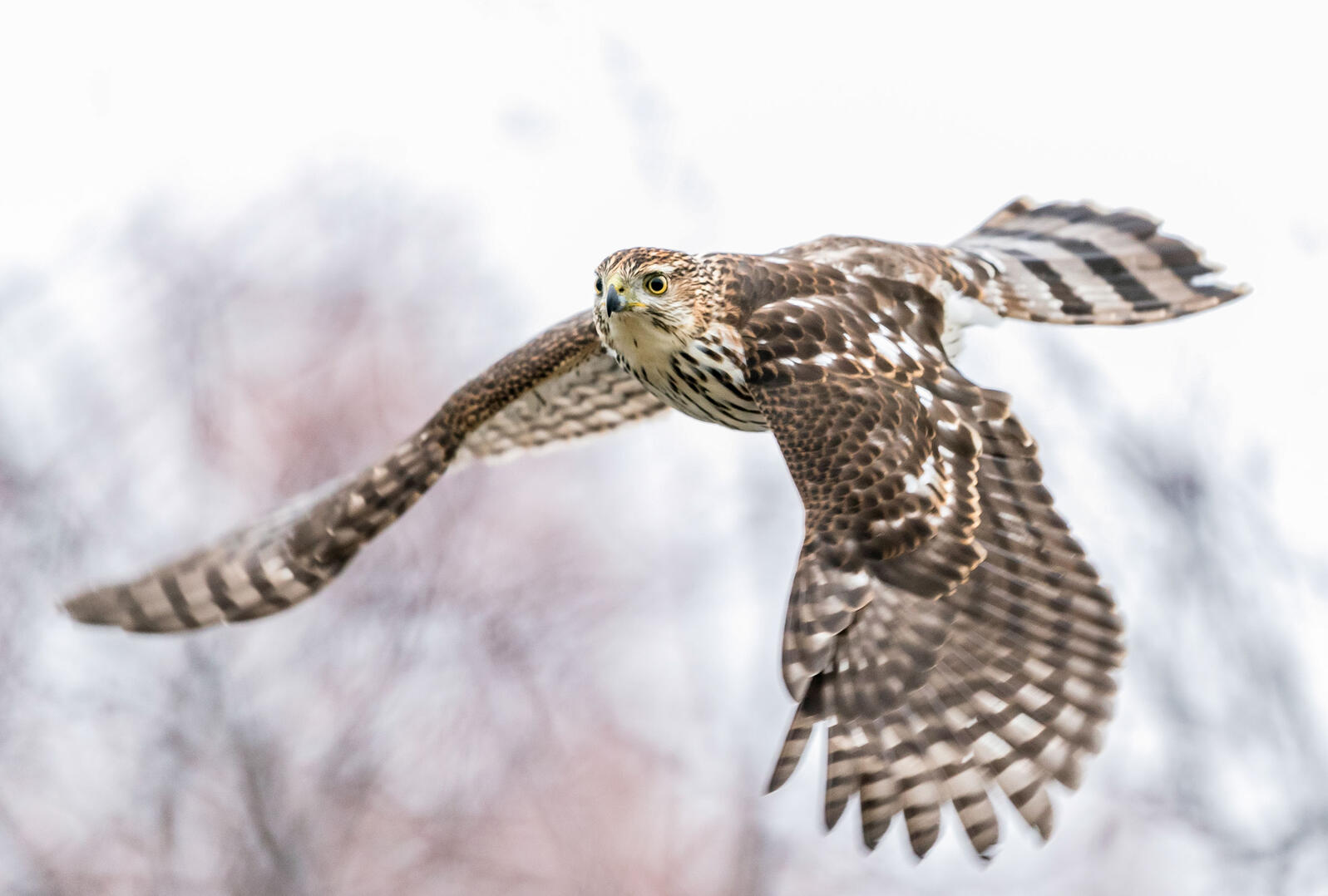 Cooper's Hawk. Photo: Jason Kandume/Audubon Photography Awards