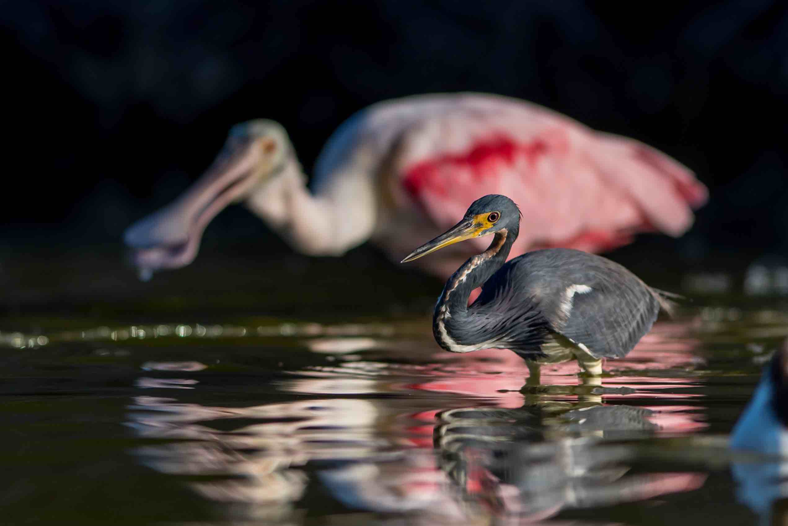 Tricolored Heron (Roseate Spoonbill in background) | Photo: Jeremy Squire