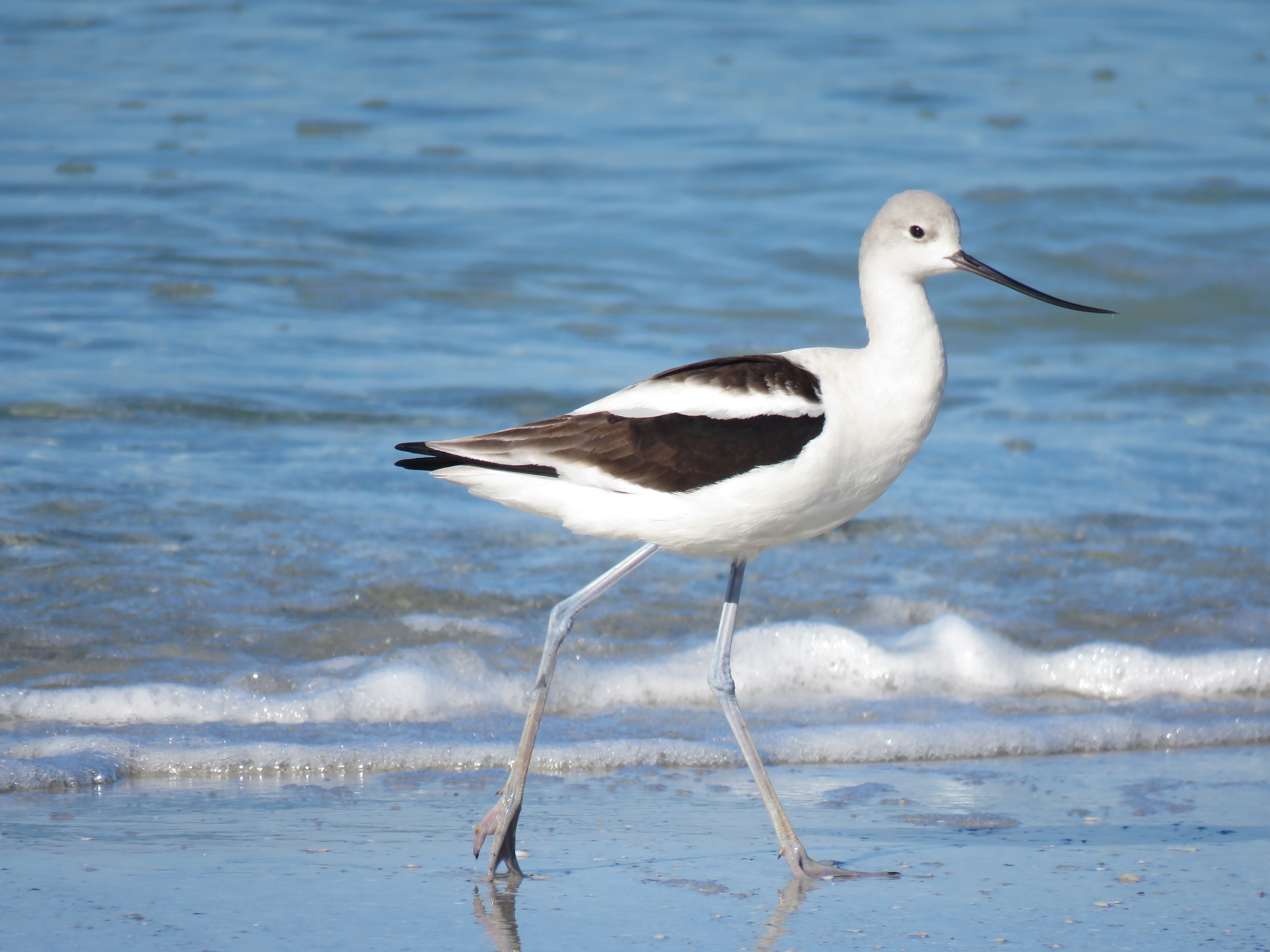 American Avocet walking in the surf line, with water in the background. Photo: Holley Short/Audubon Florida.