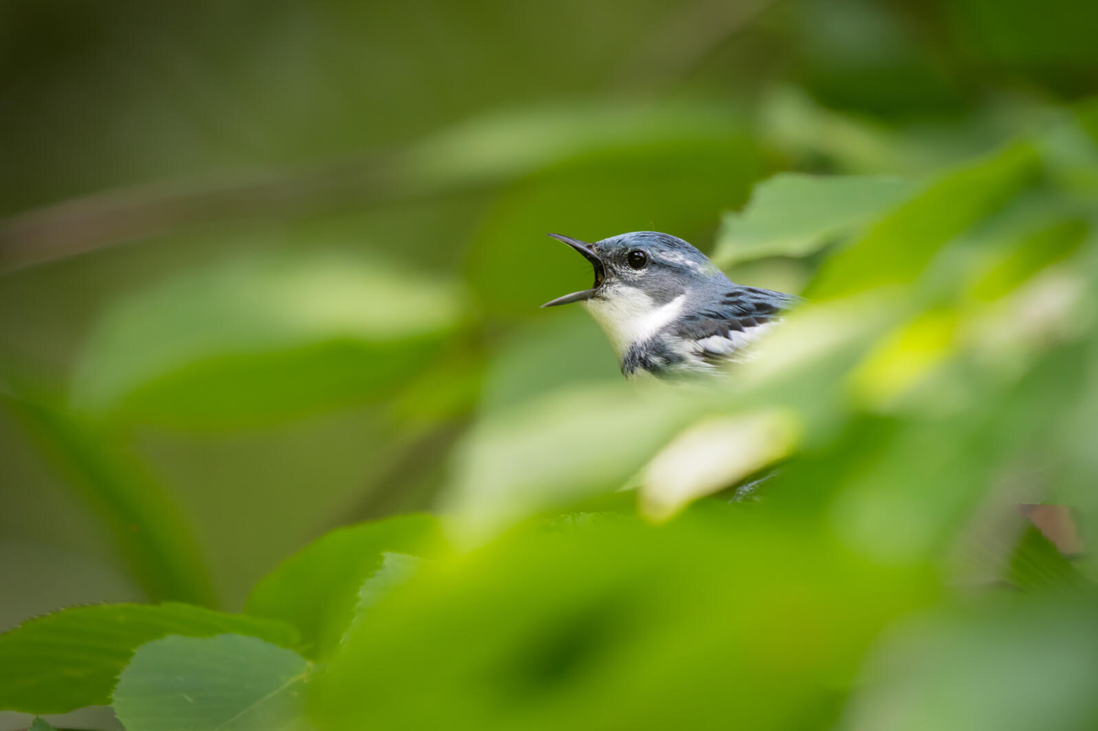 Cerulean Warbler. Photo: Jesse Gordon/Audubon Photography Awards