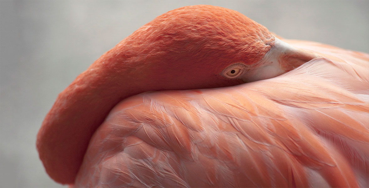 American Flamingo. Photo: Scott Hamsik