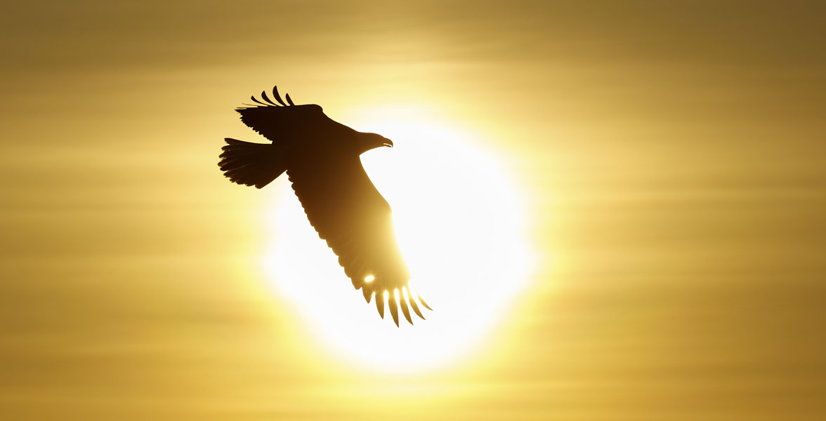 A silhouetted eagle soars in front of the sun.