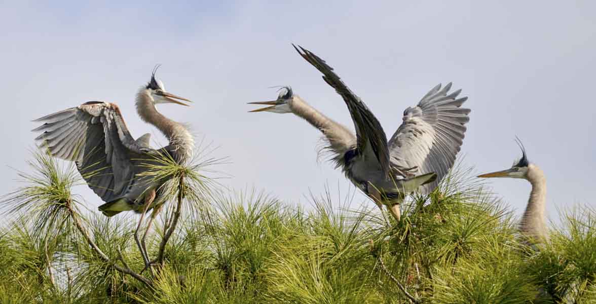 Great Blue Herons.