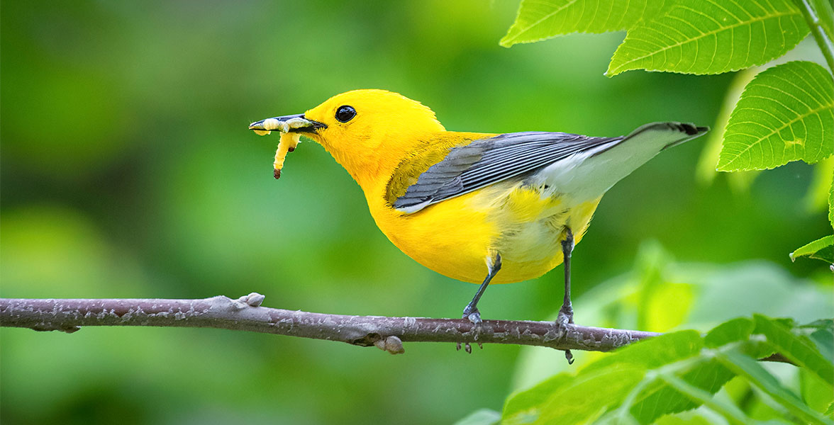 Prothonotary Warbler.