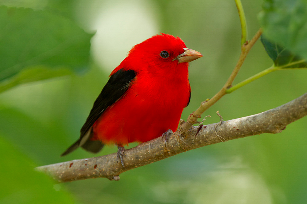 Scarlet Tanager. Photo credit: Linda Steele/Audubon Photography Awards