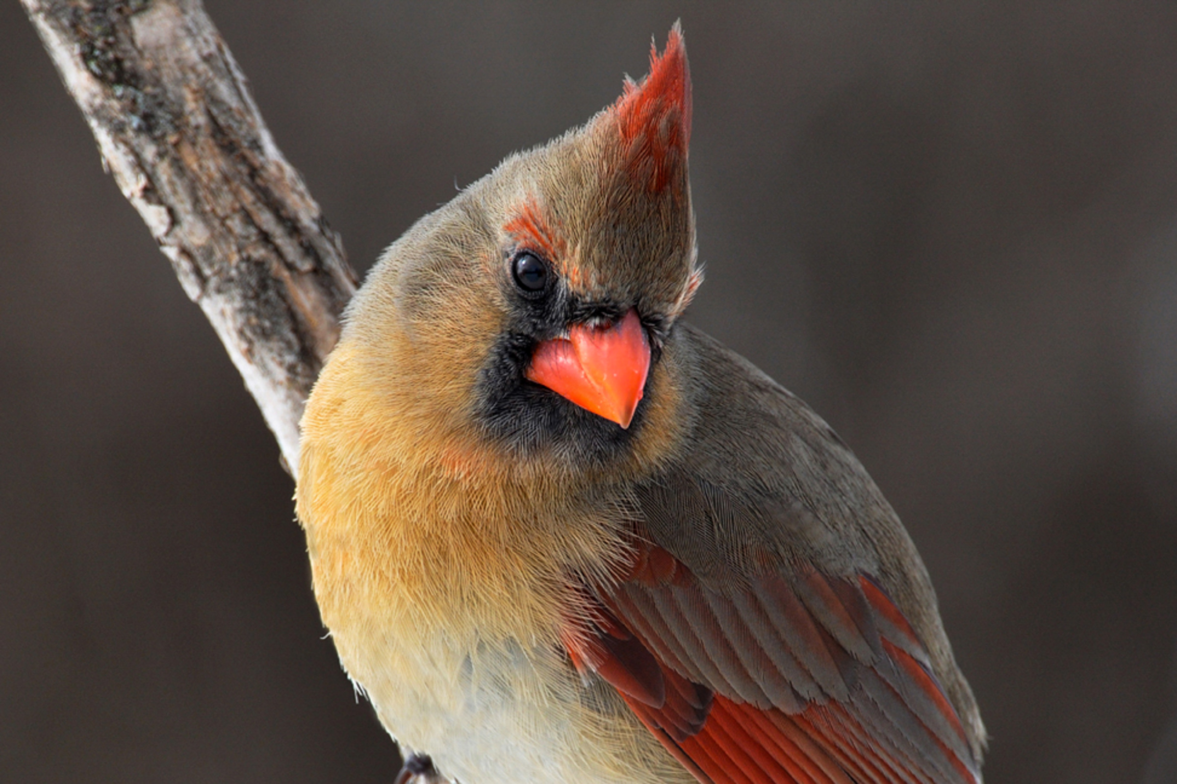 Close up of female Northern Cardinal.