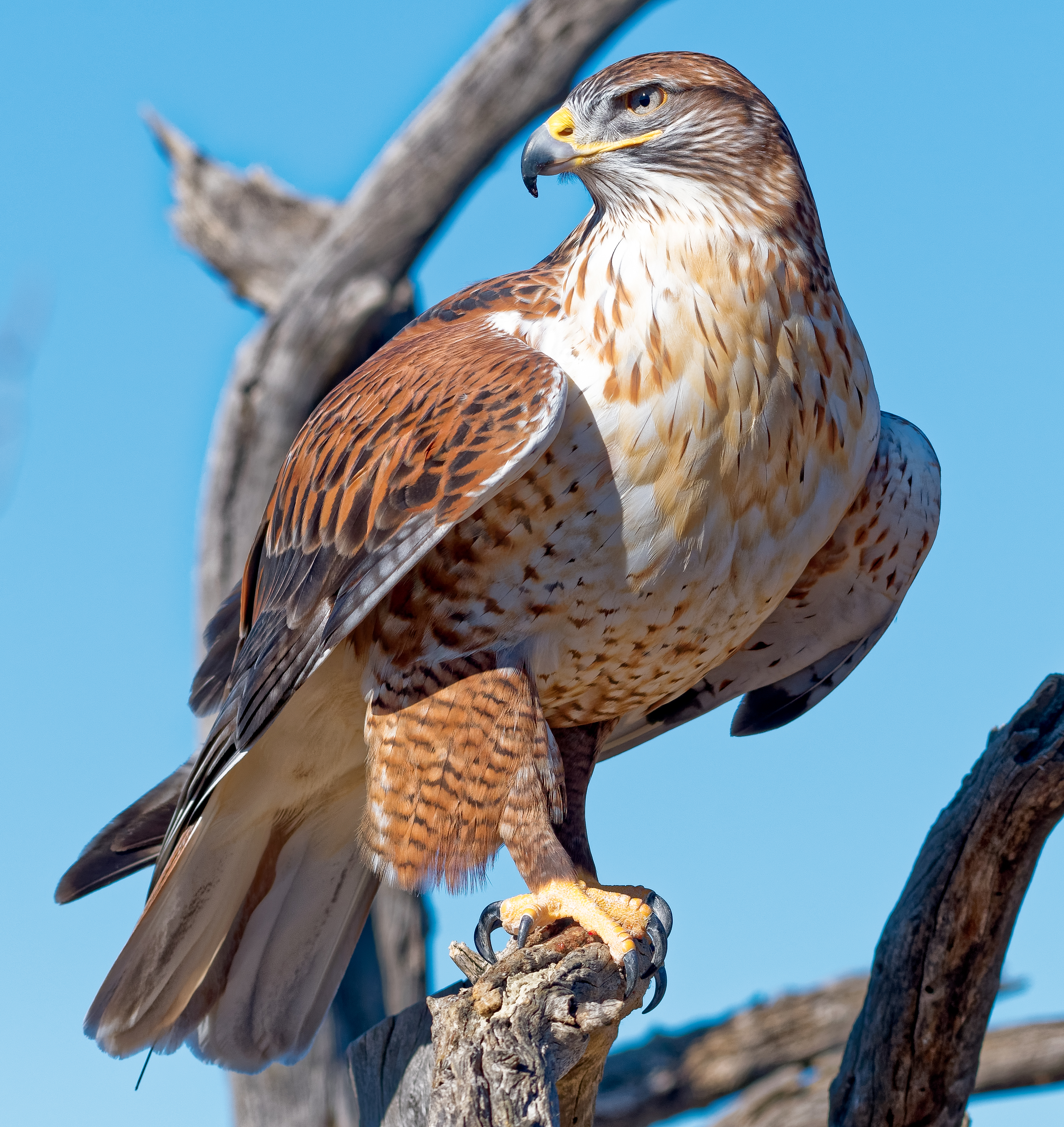 Ferruginous Hawk. Shlomo Neumann/Audubon Photography Awards