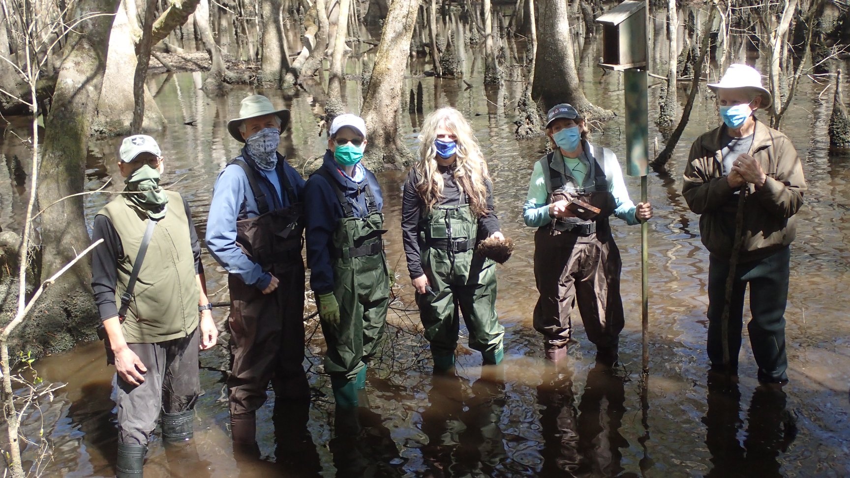 Six people are wading in a swamp with boots and waders gathered together with masks emptying a bird nest box. A woman is holding the nesting material in her hand that was removed. 
