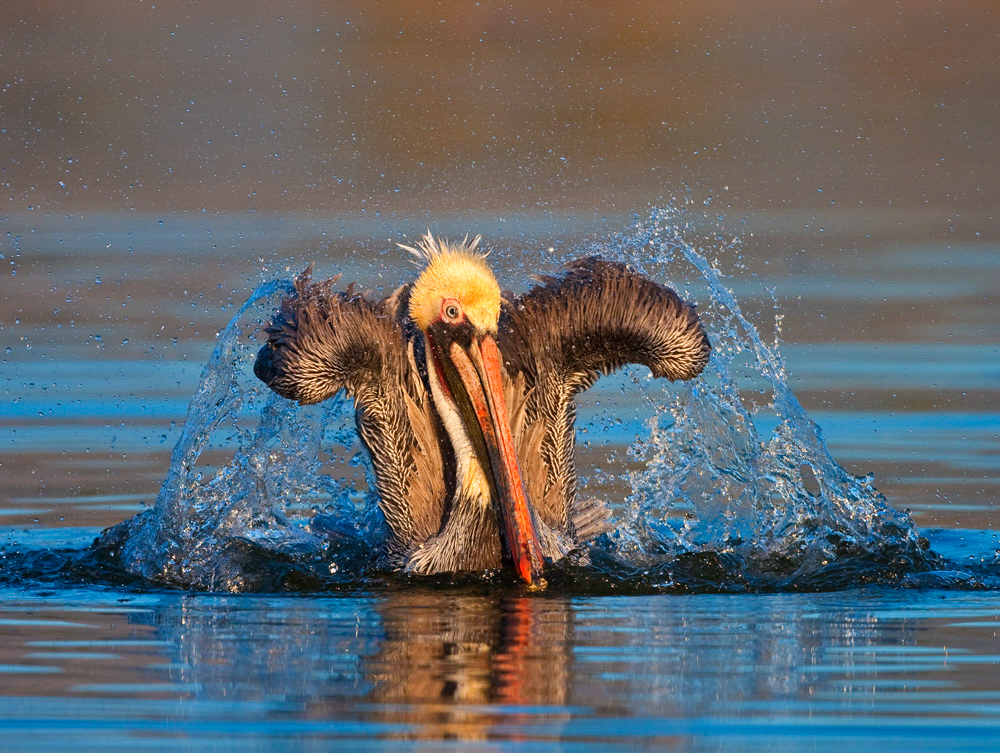 Brown Pelican floats on the surface of the water.