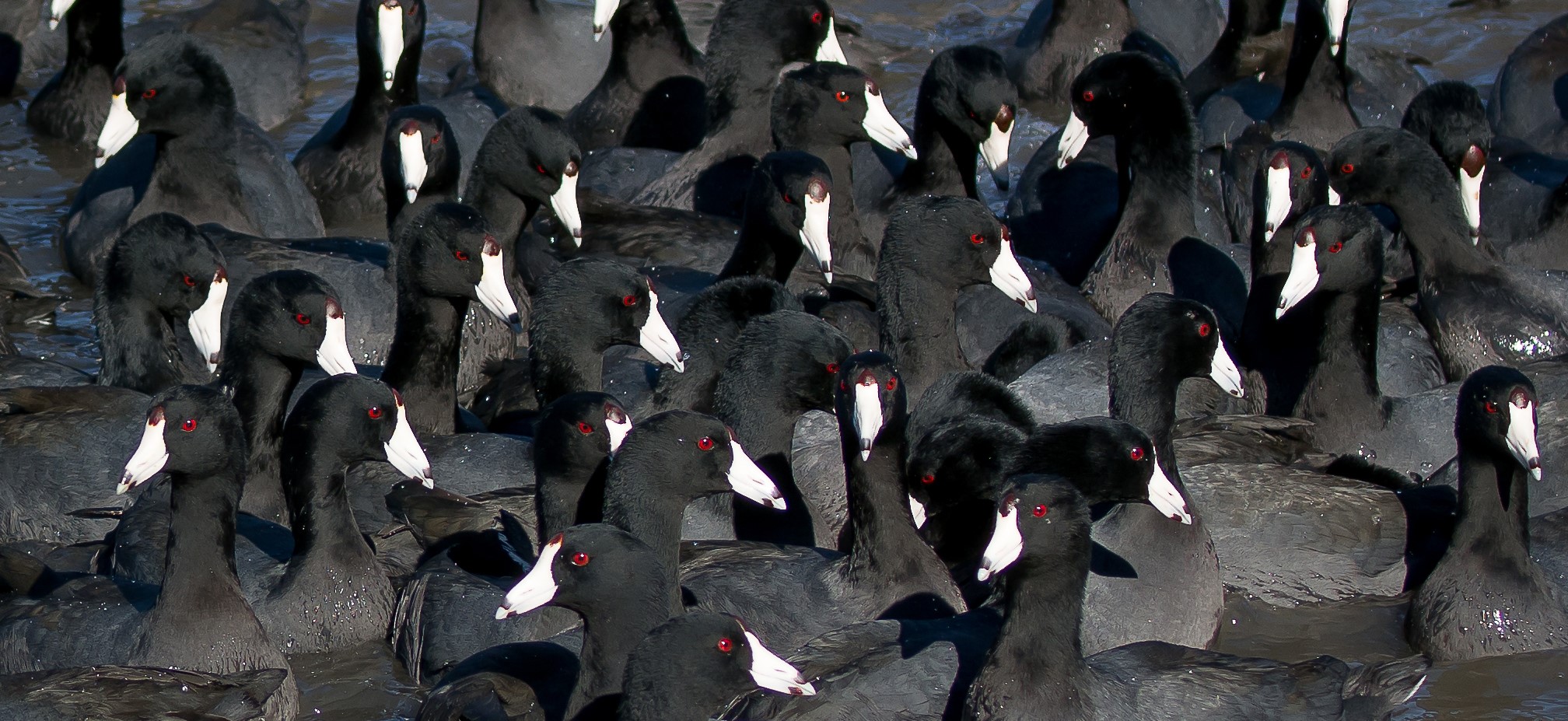  American Coots photo by Linda-Dyer-Kennedy