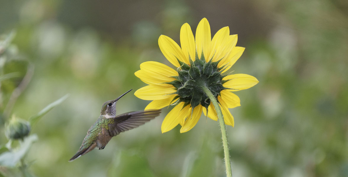 Broad-tailed Hummingbird inspecting an annual sunflower.