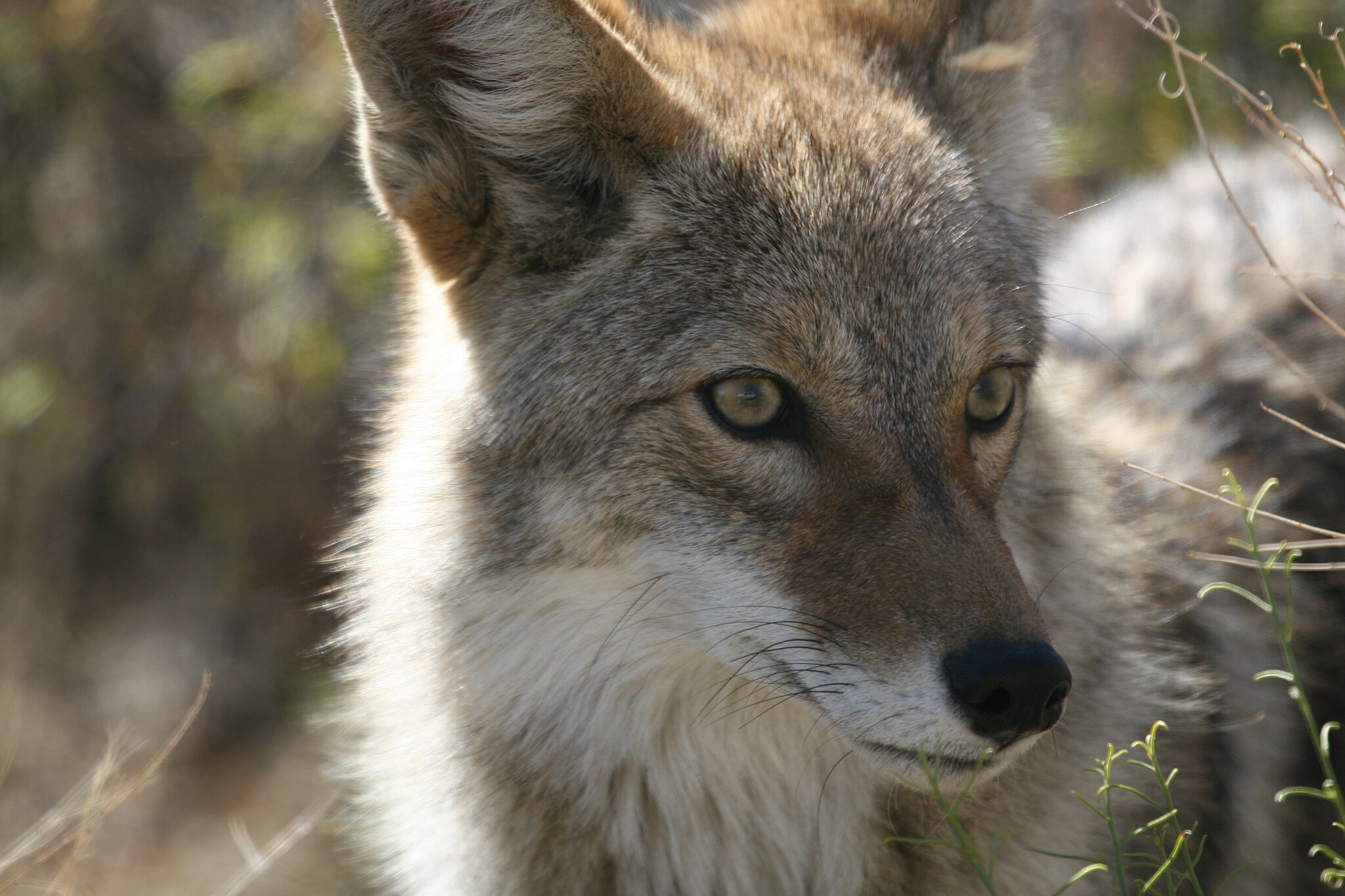 Coyote looking into distance.