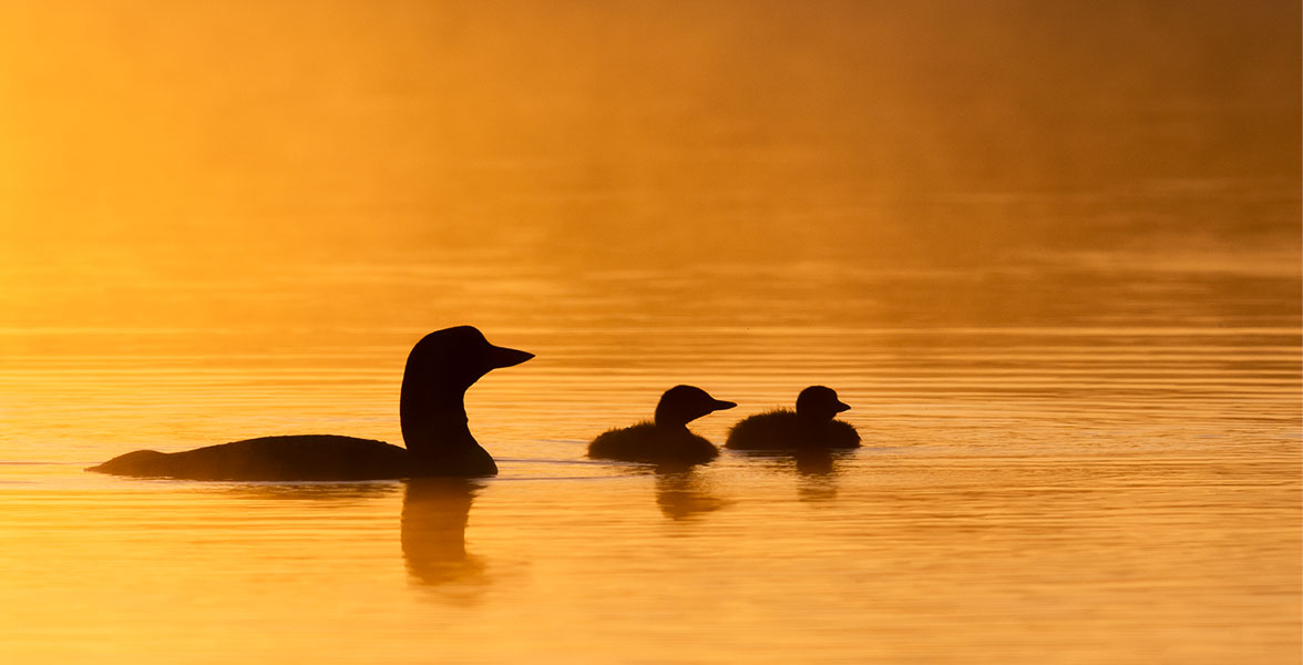 Three silhouettes of ducks on water glowing orange from the sunset.