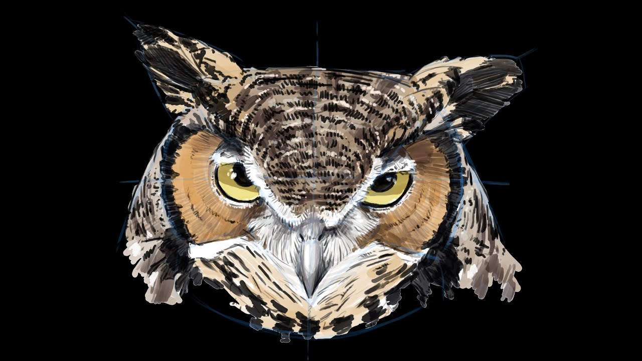 Great Horned Owl Drawing by John Muir Laws