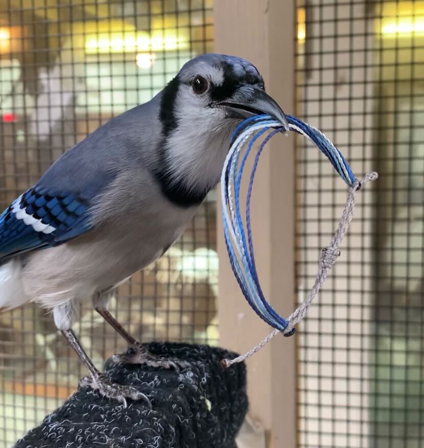 A blue jay is holding a bracelet in his mouth that has the same colored strings of blue as his feathers