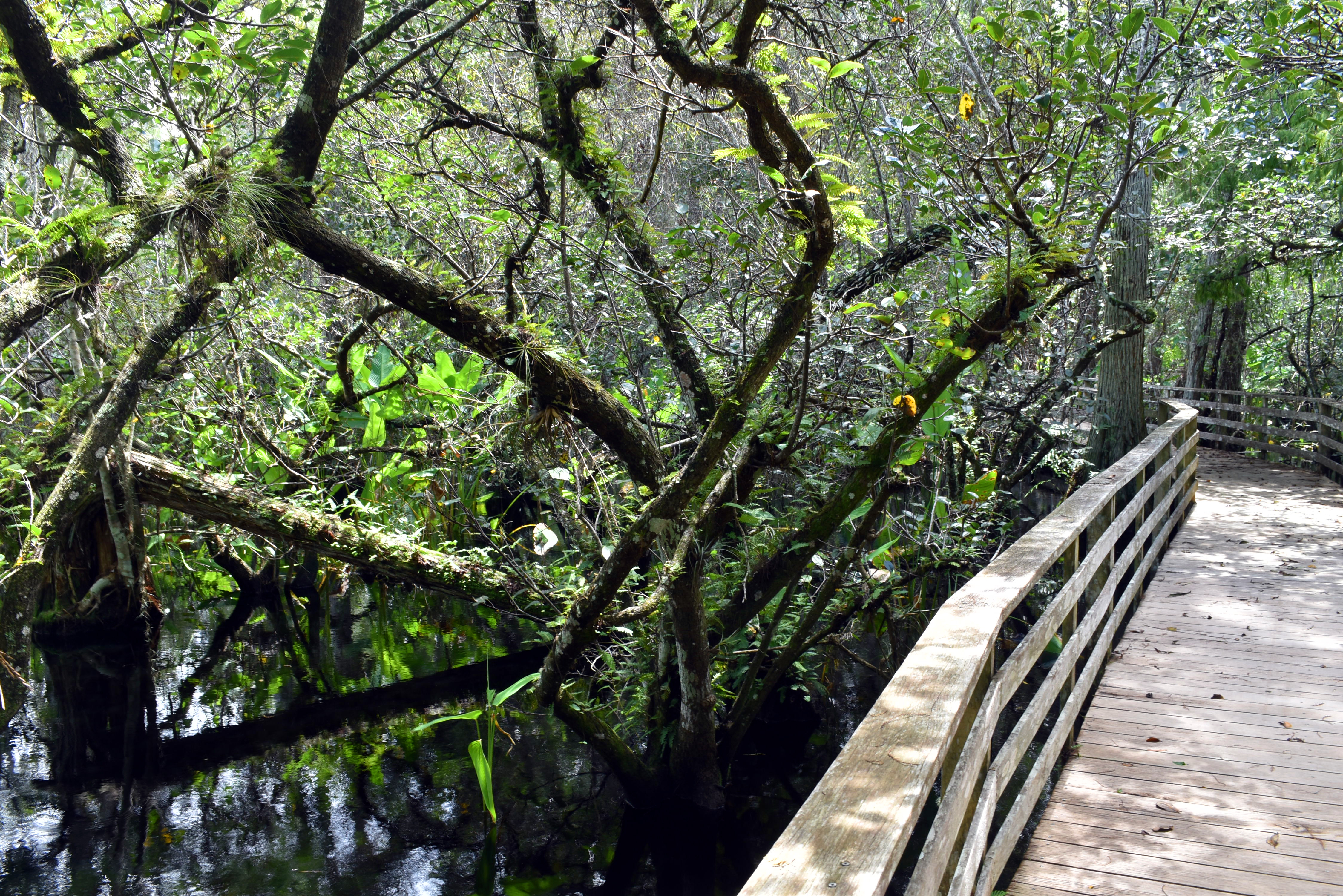 View of the boardwalk with trees and dark water 