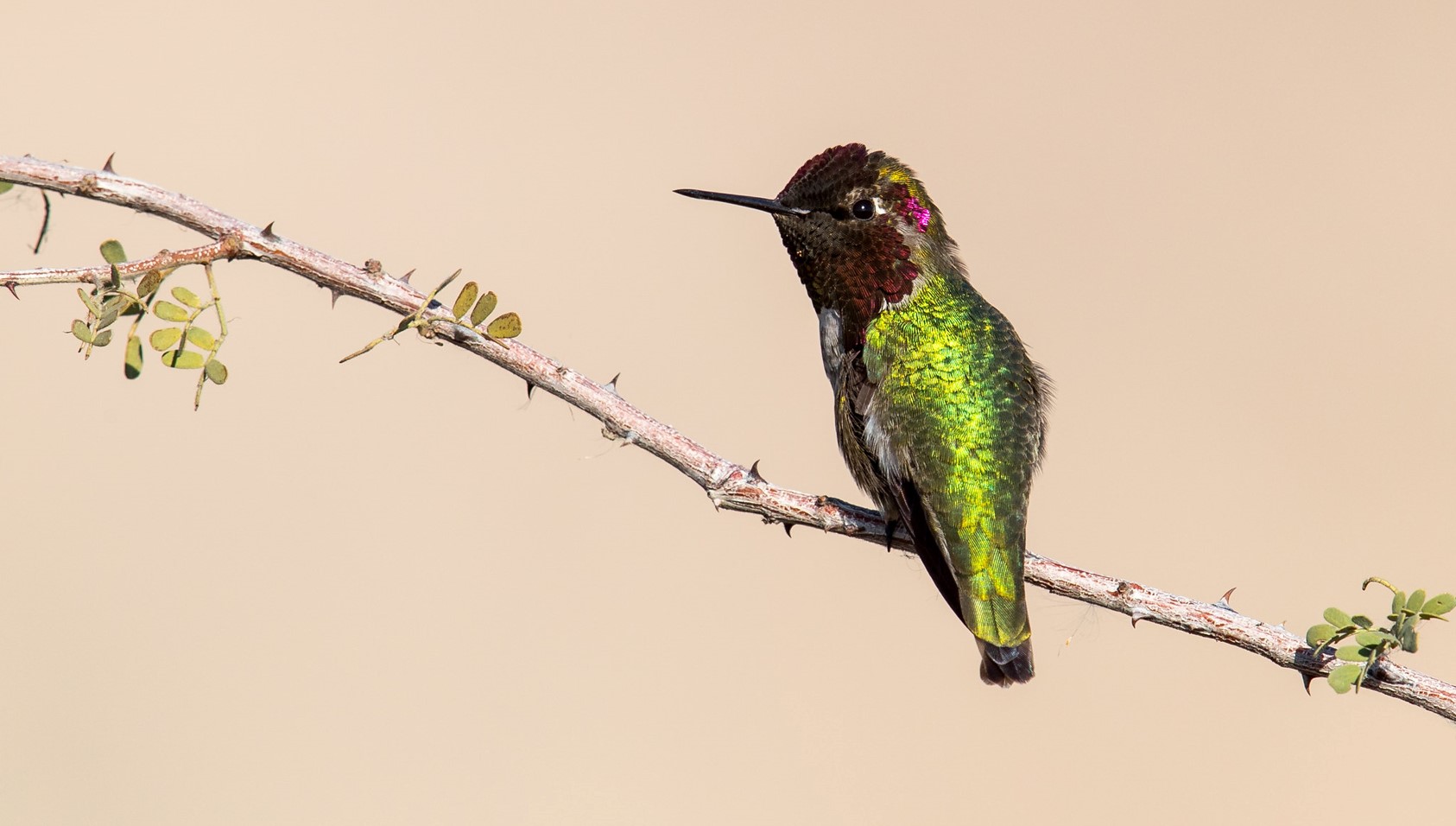 An Anna's Hummingbird sits on a branch.