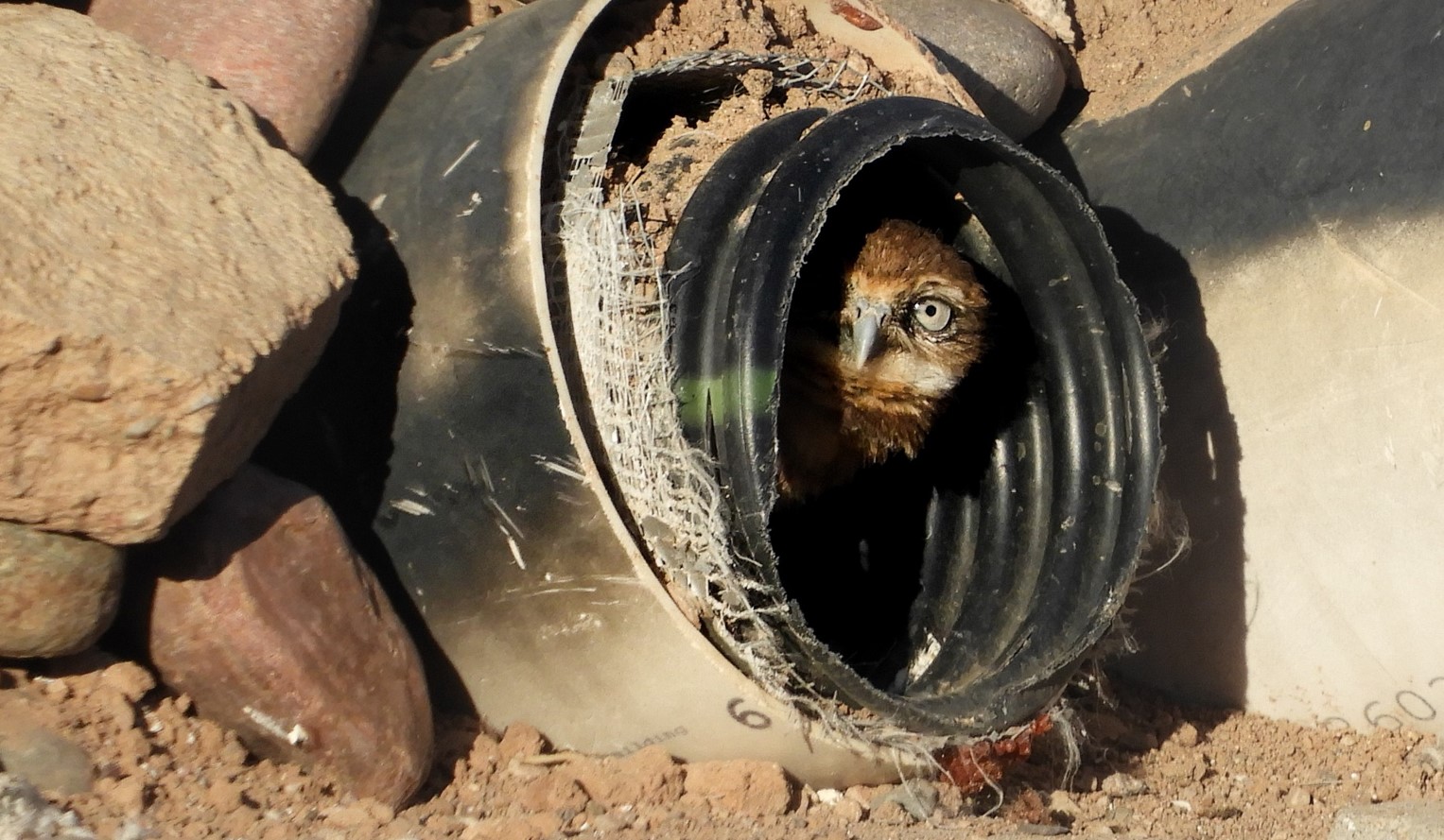 A Burrowing Owl peaks its head out of an artificial burrow surrounded by stones.