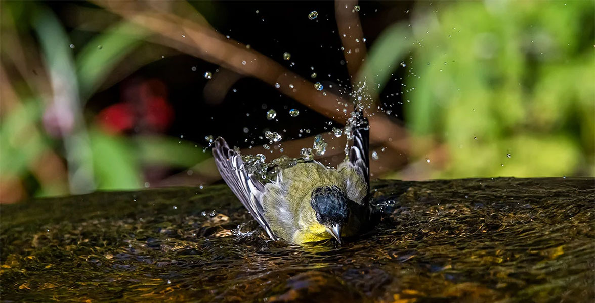 Lesser Goldfinch taking a bath in a pool of water.