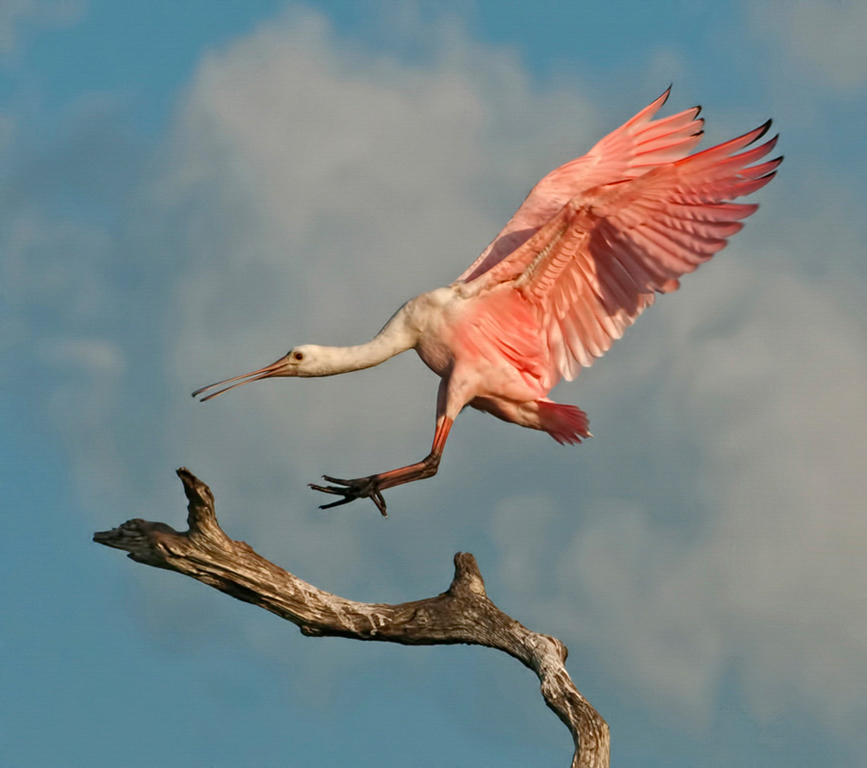 Roseate Spoonbill landing on a branch, sky in the background. Photo: Ken Lassman/ Audubon Photography Awards.