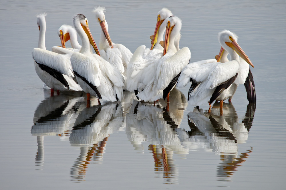 A group of American White Pelicans sitting in shallow water.