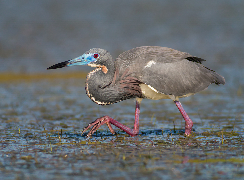 A Tricolored Heron walks through shallow water.