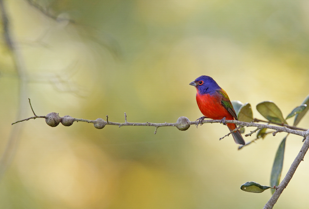 Rainbow colored bird perches on a small branch