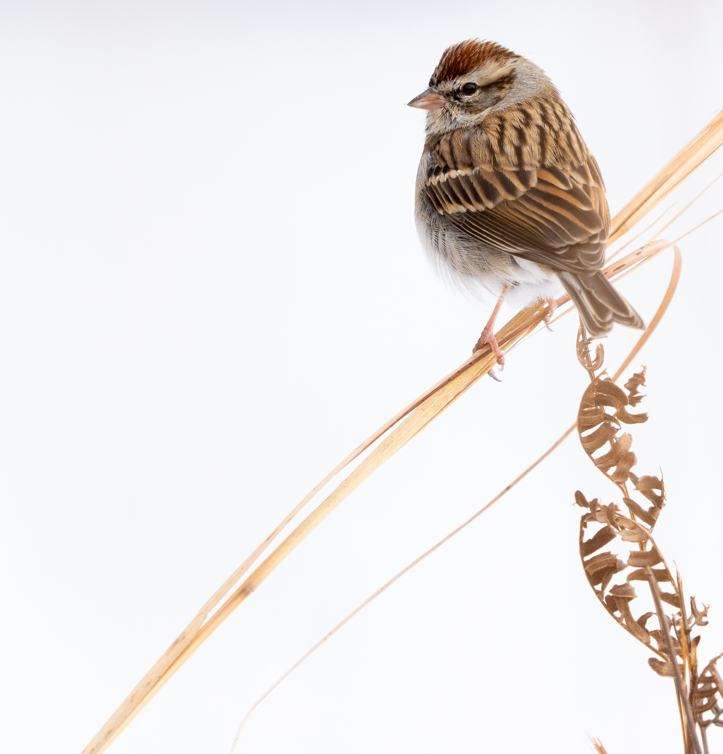 Chipping Sparrow sitting on a blade of grass.