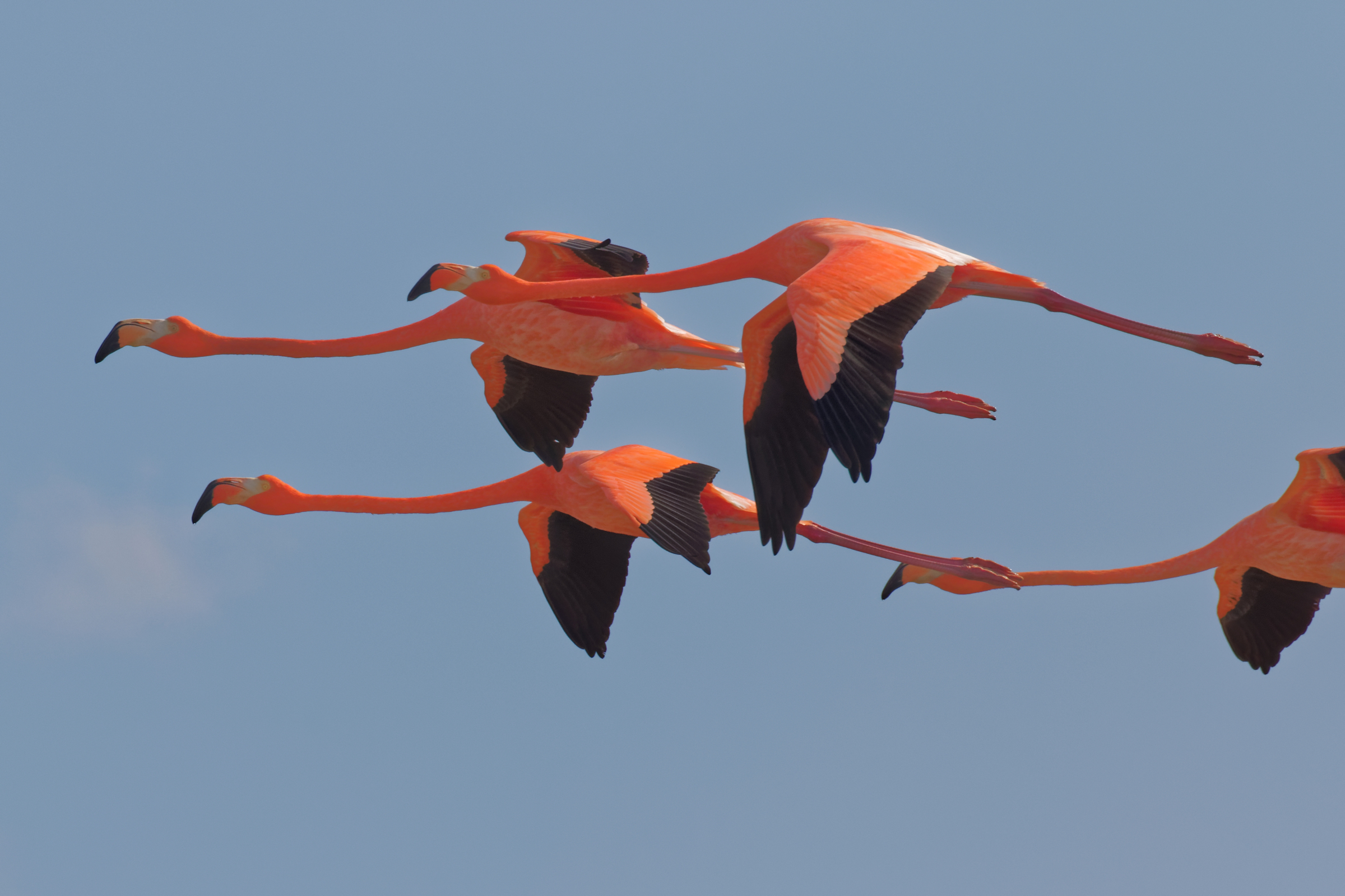 American Flamingos in flight.