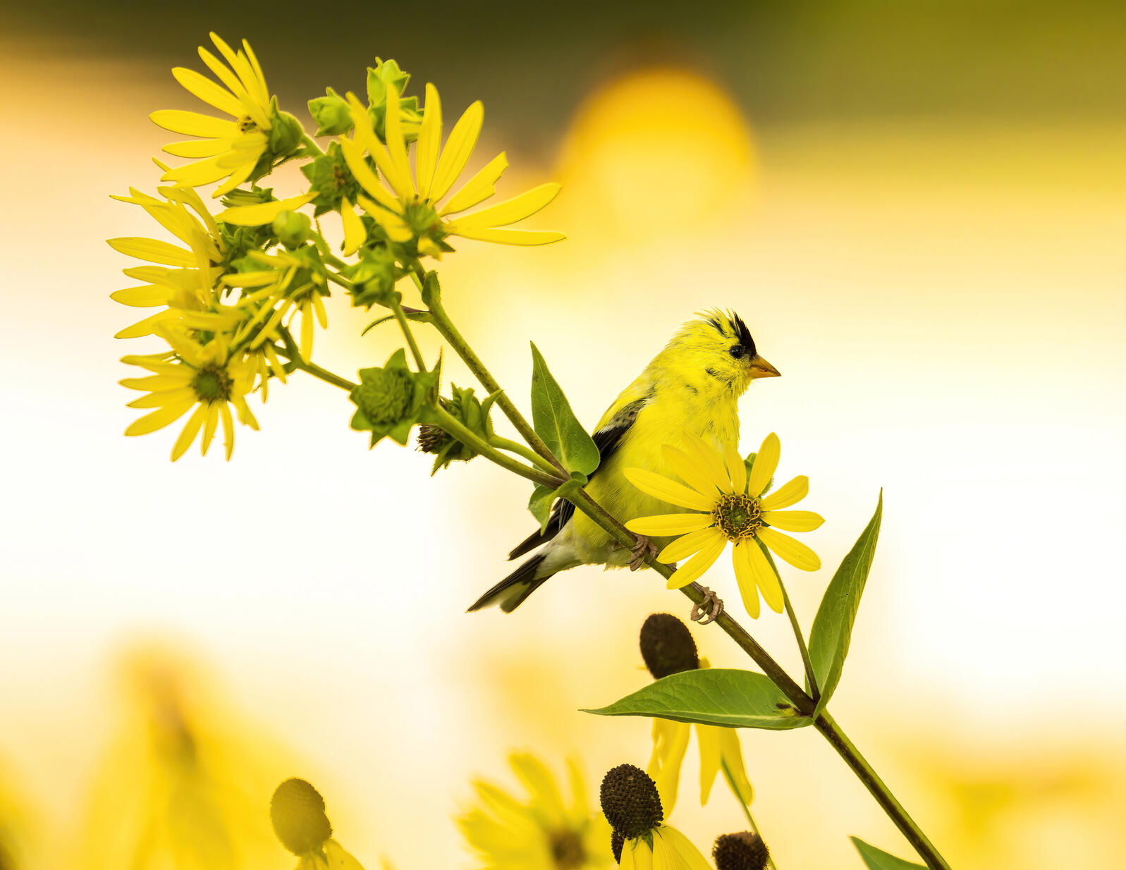 American Goldfinch on Helianthus divaricatus (Woodland Sunflower), Reeds Lake, Kent County, Michigan Photo: Steve Jessmore/Audubon Photography Awards