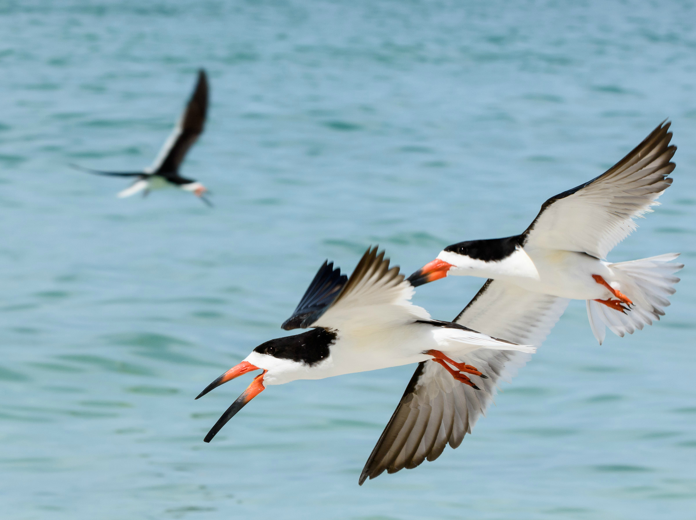 Three Black Skimmers in flight with water in the background. Photo: Trudy Walden.