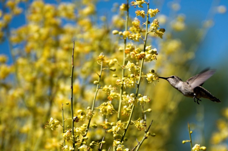 An Anna's Hummingbird sips nectar from a palo verde blossom.