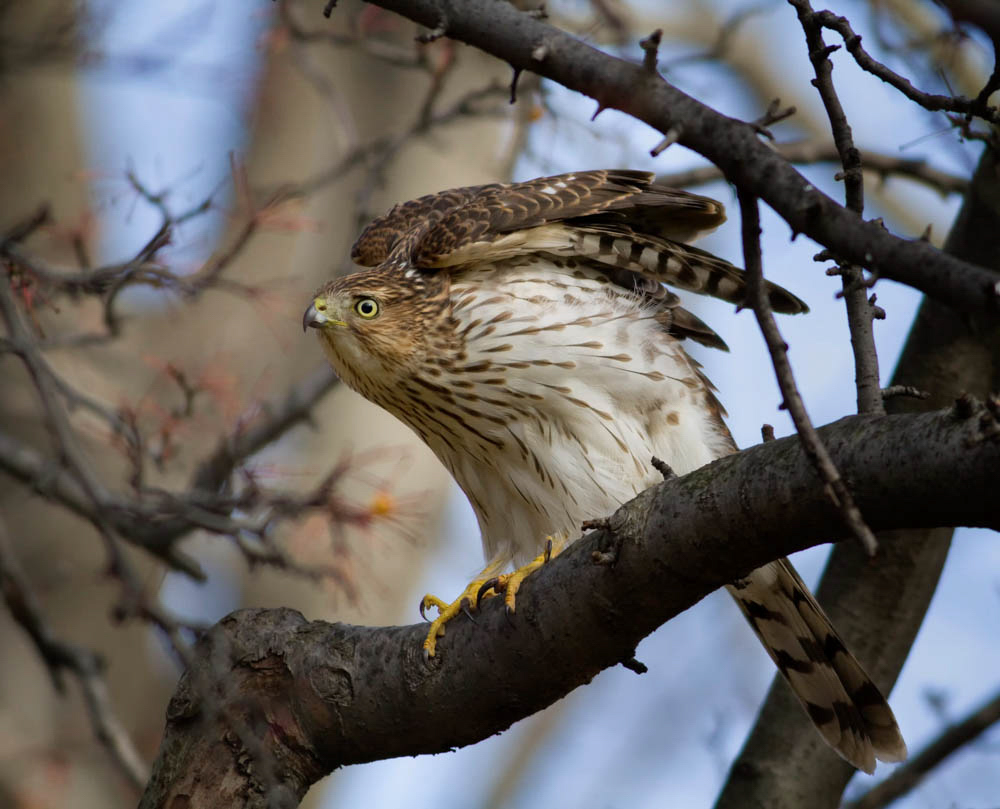 Cooper's Hawk in a tree.