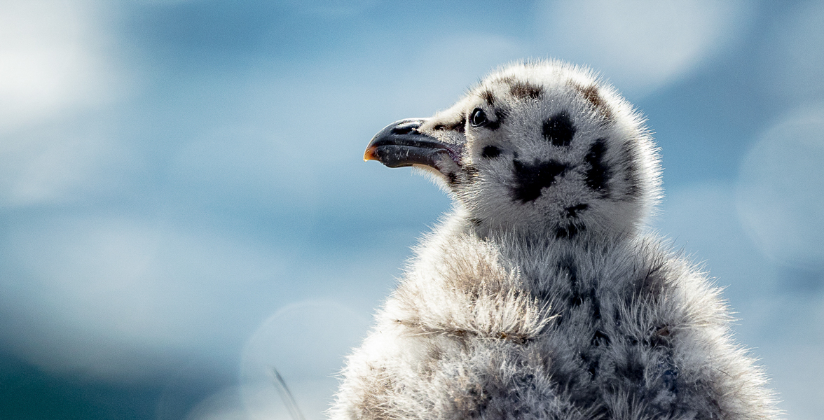 Western Gull chick.