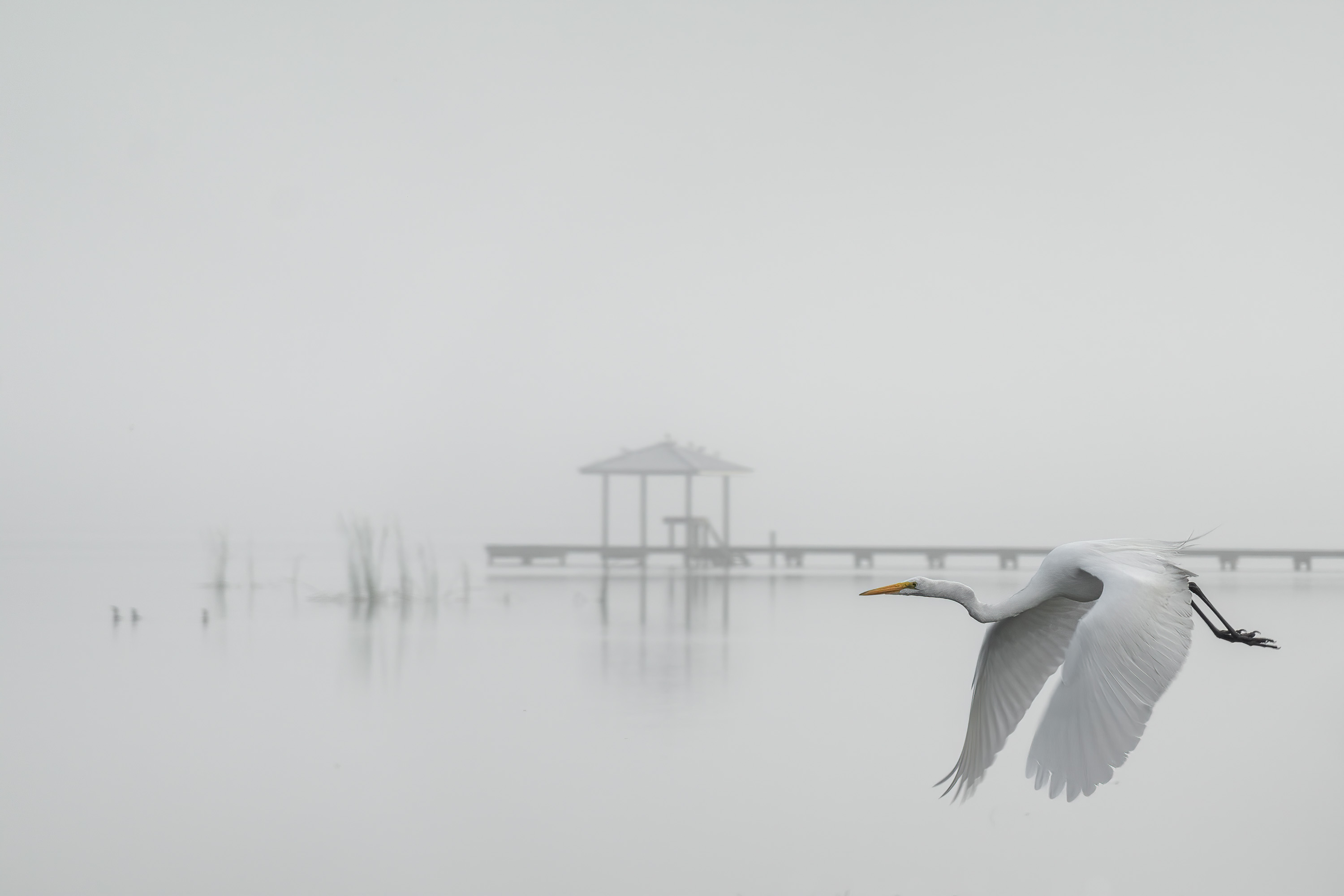 A white bird in flight over a foggy lake